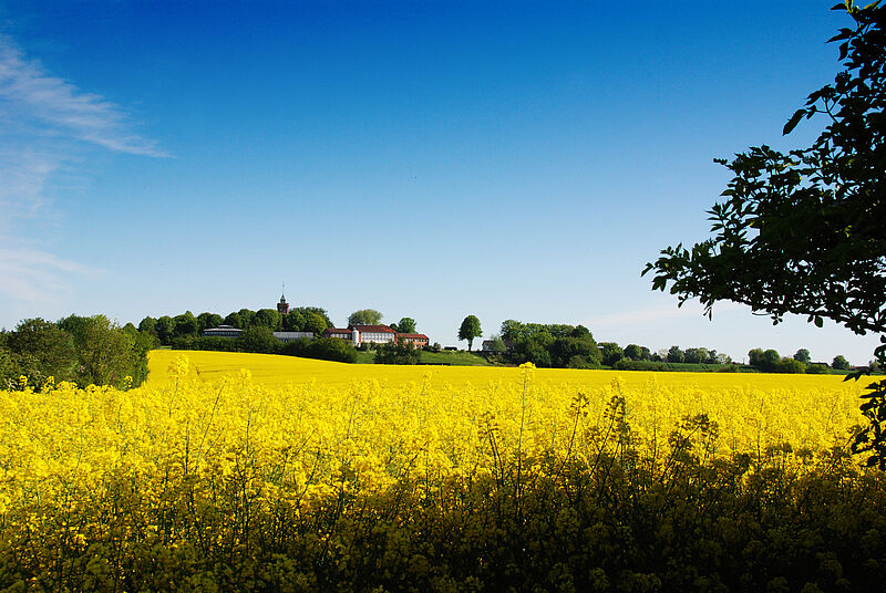 Rapsfeld vor der IBJ Scheersberg.